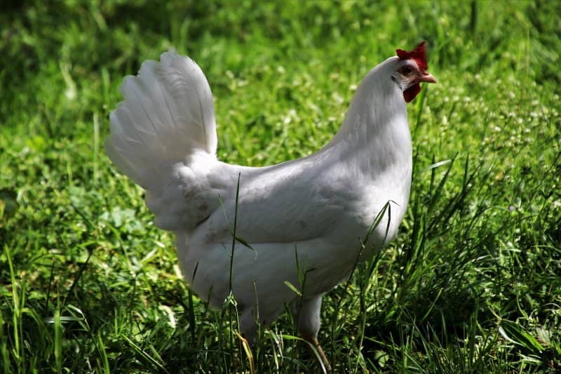 organically grown chicken